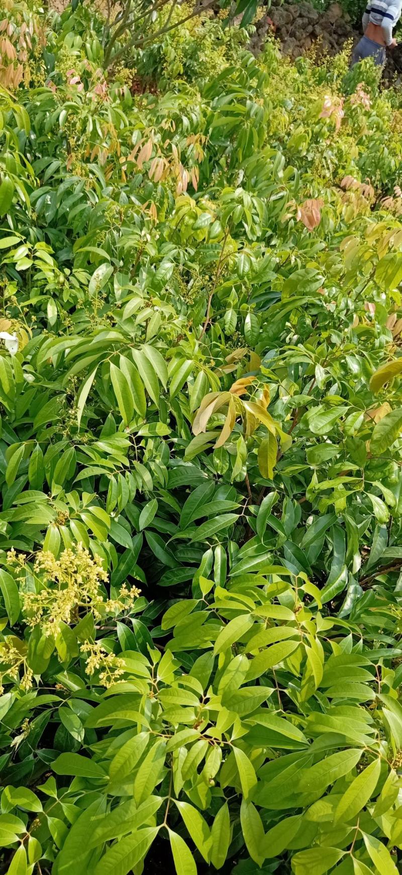 无核荔枝树苗嫁接苗盆栽地载果树苗荔枝苗四季种植当年结