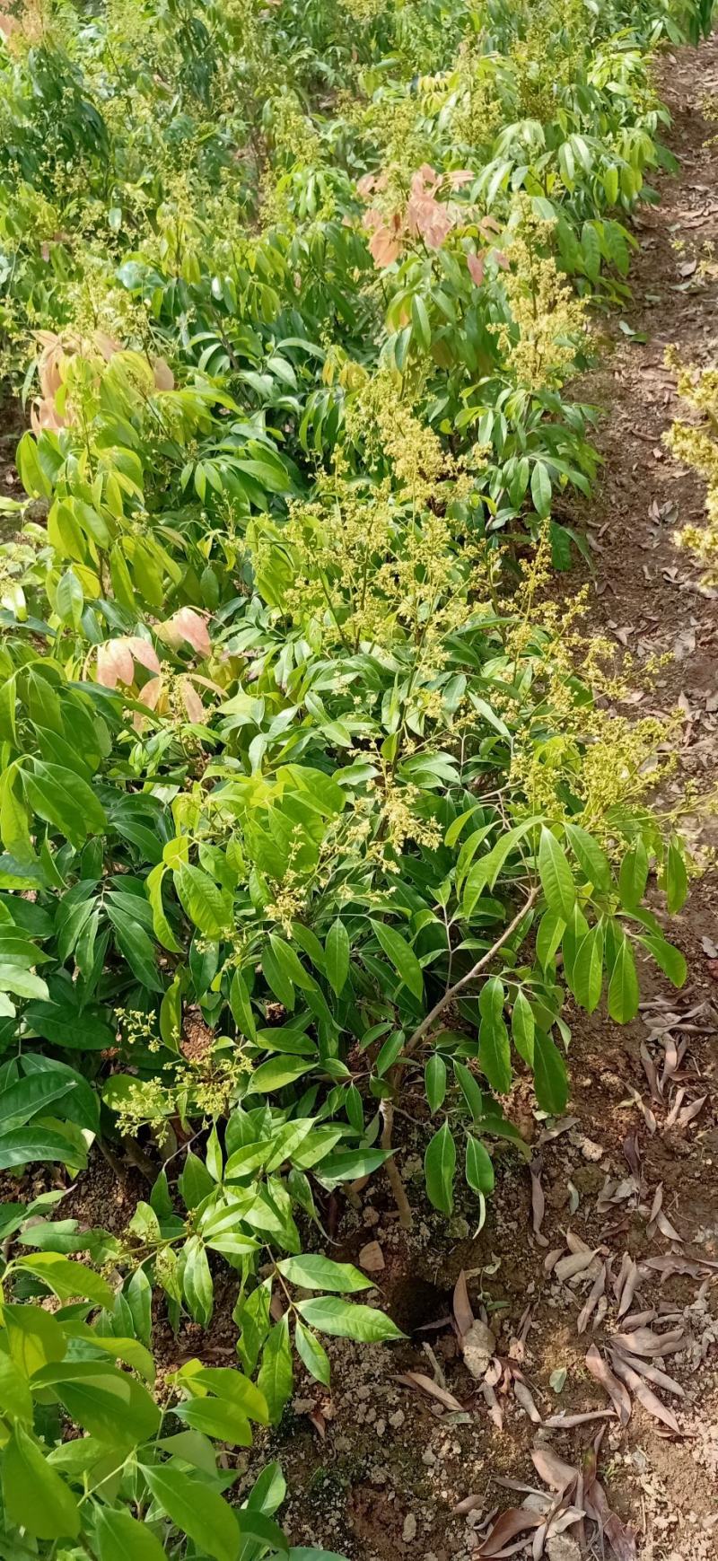 无核荔枝树苗嫁接苗盆栽地载果树苗荔枝苗四季种植当年结