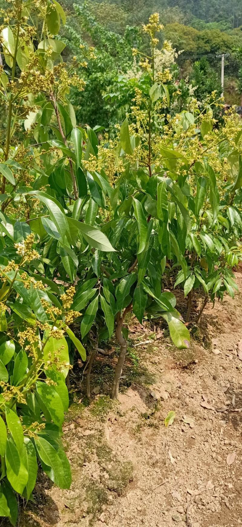 无核荔枝树苗嫁接苗盆栽地载果树苗荔枝苗四季种植当年结