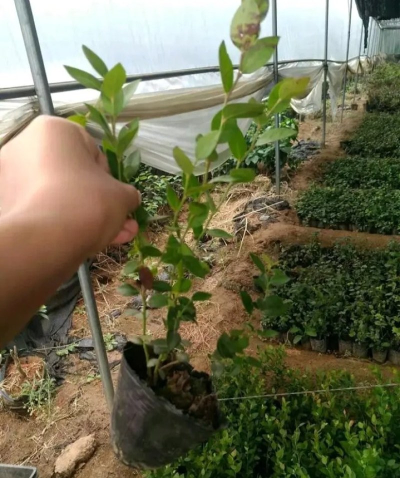 薄雾蓝莓苗带土发货放心苗全国包邮
