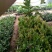 薄雾蓝莓苗带土发货放心苗全国包邮