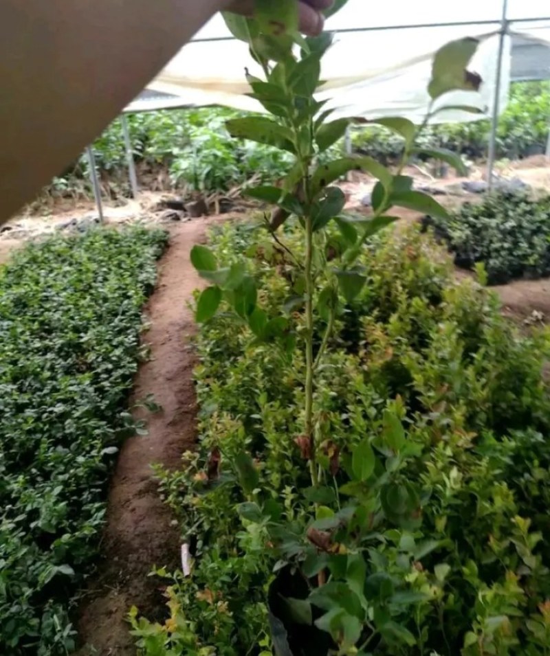 薄雾蓝莓苗带土发货放心苗全国包邮