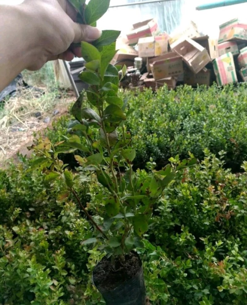薄雾蓝莓苗带土发货放心苗全国包邮