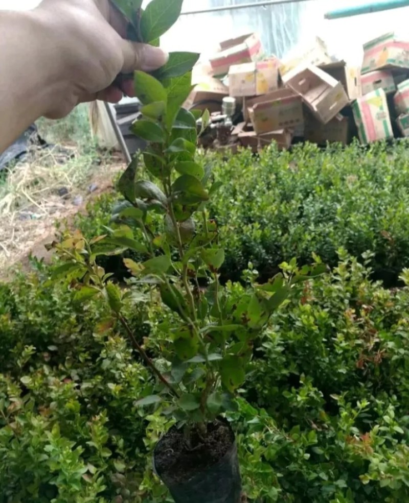 薄雾蓝莓苗带土发货放心苗全国包邮