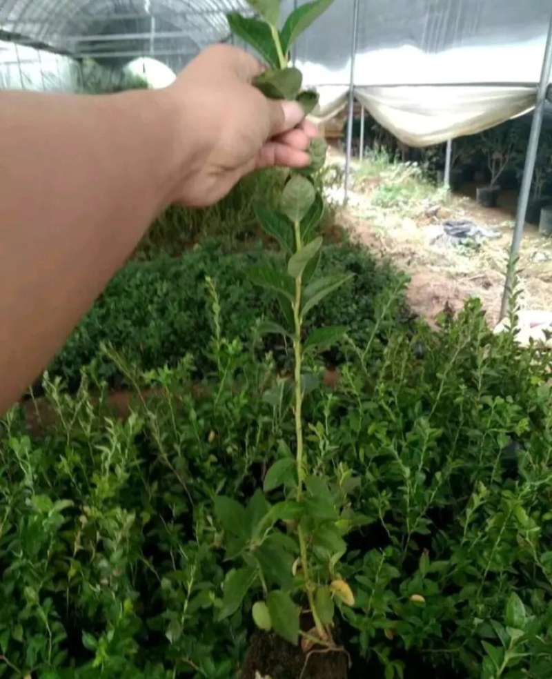 薄雾蓝莓苗带土发货放心苗全国包邮