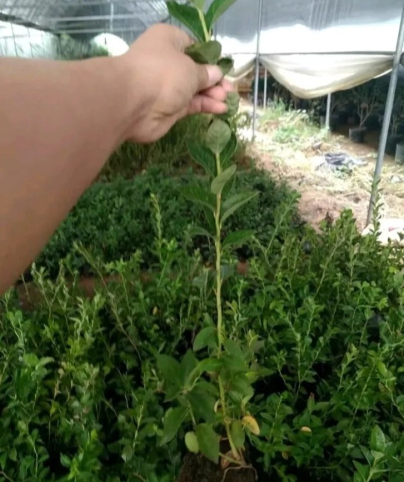 薄雾蓝莓苗带土发货放心苗全国包邮