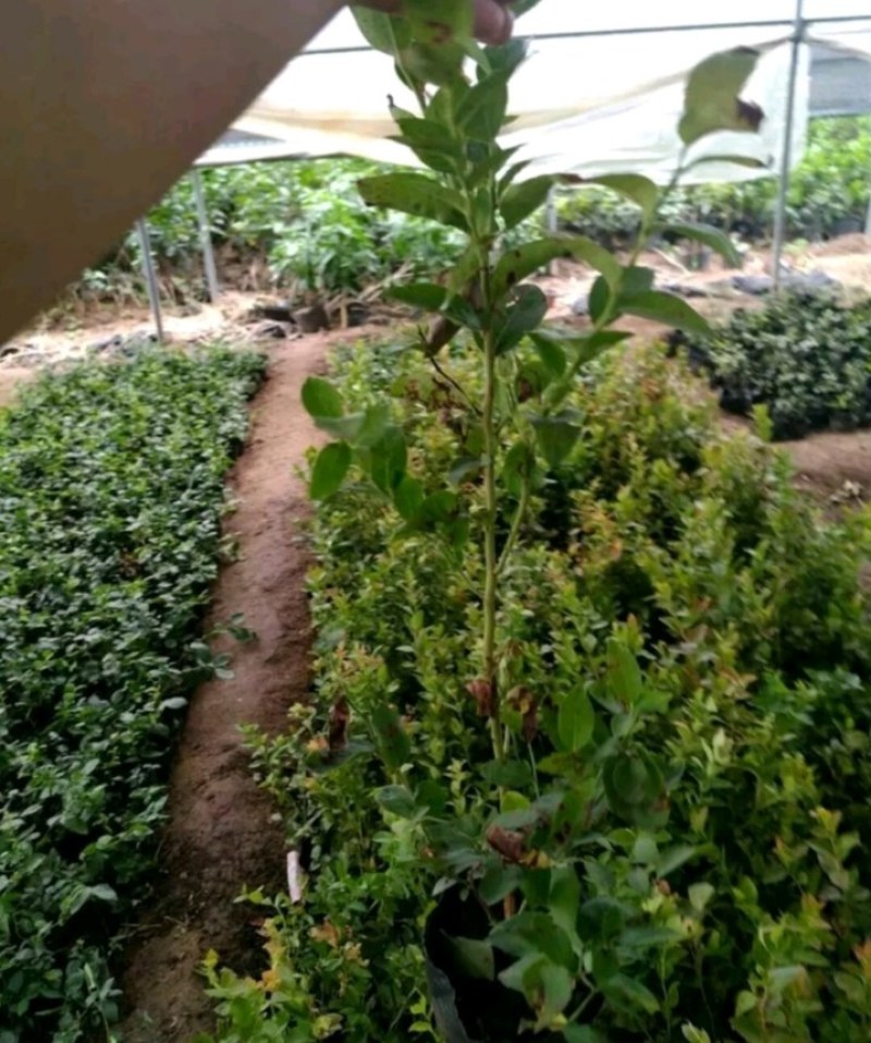 薄雾蓝莓苗带土发货放心苗全国包邮