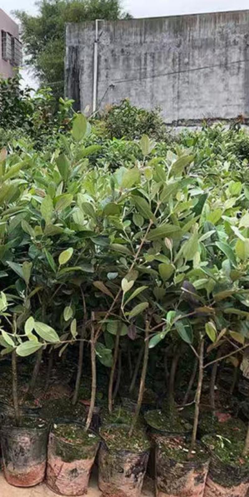 正宗桃金娘树苗山捻子苗乌稔多尼小种苗盆景地栽室内阳台庭院