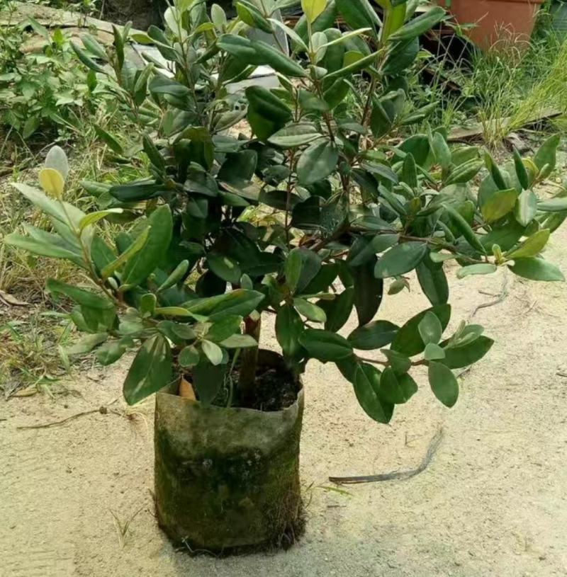 正宗桃金娘树苗山捻子苗乌稔多尼小种苗盆景地栽室内阳台庭院