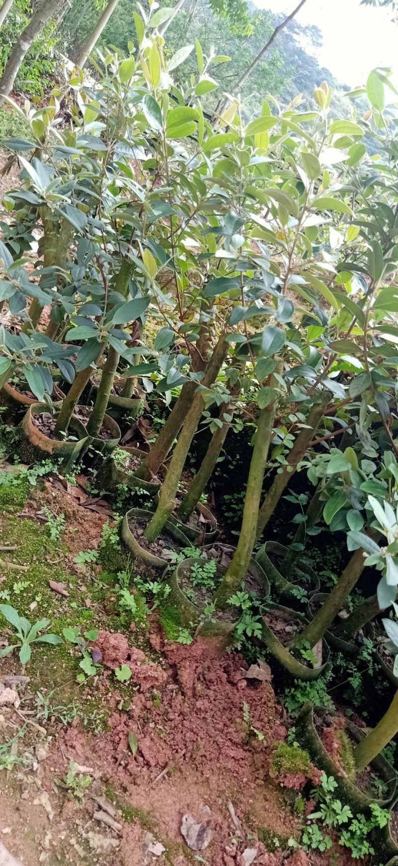 正宗桃金娘树苗山捻子苗乌稔多尼小种苗盆景地栽室内阳台庭院