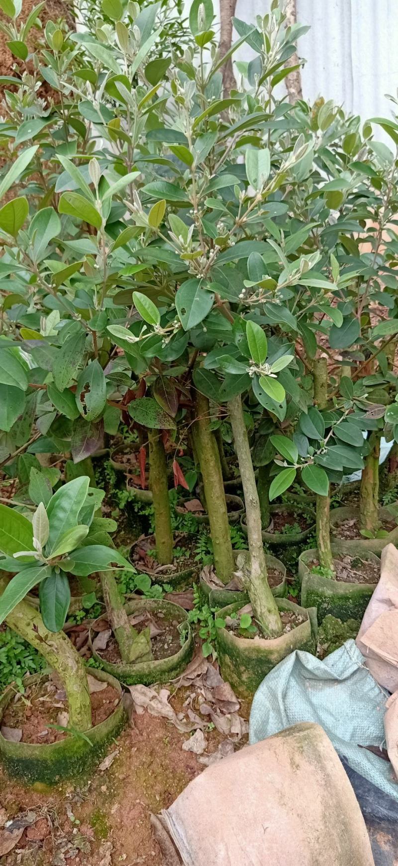 正宗桃金娘树苗山捻子苗乌稔多尼小种苗盆景地栽室内阳台庭院