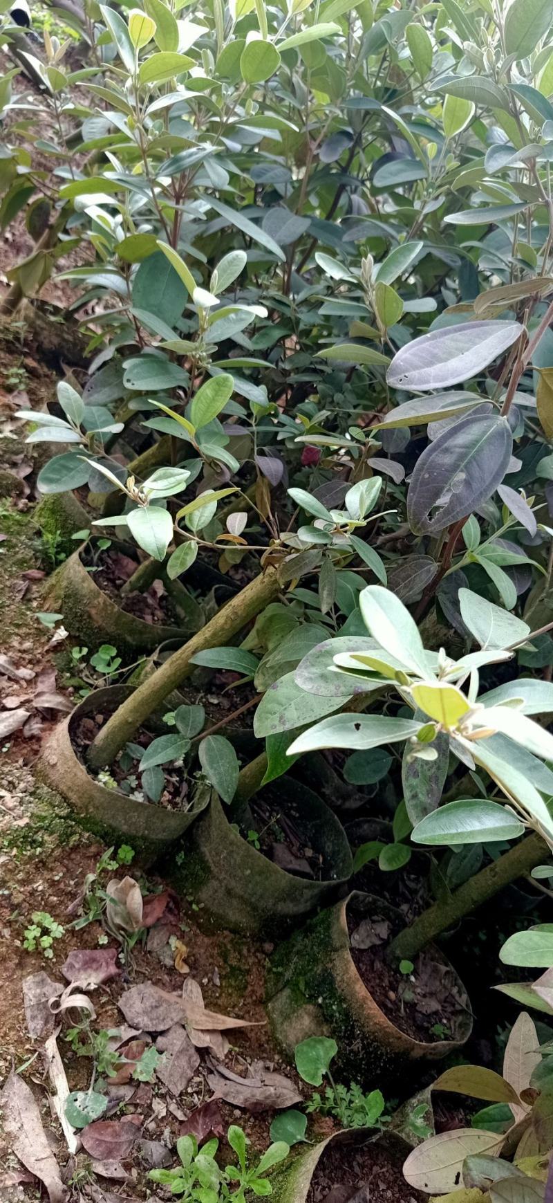 正宗桃金娘树苗山捻子苗乌稔多尼小种苗盆景地栽室内阳台庭院