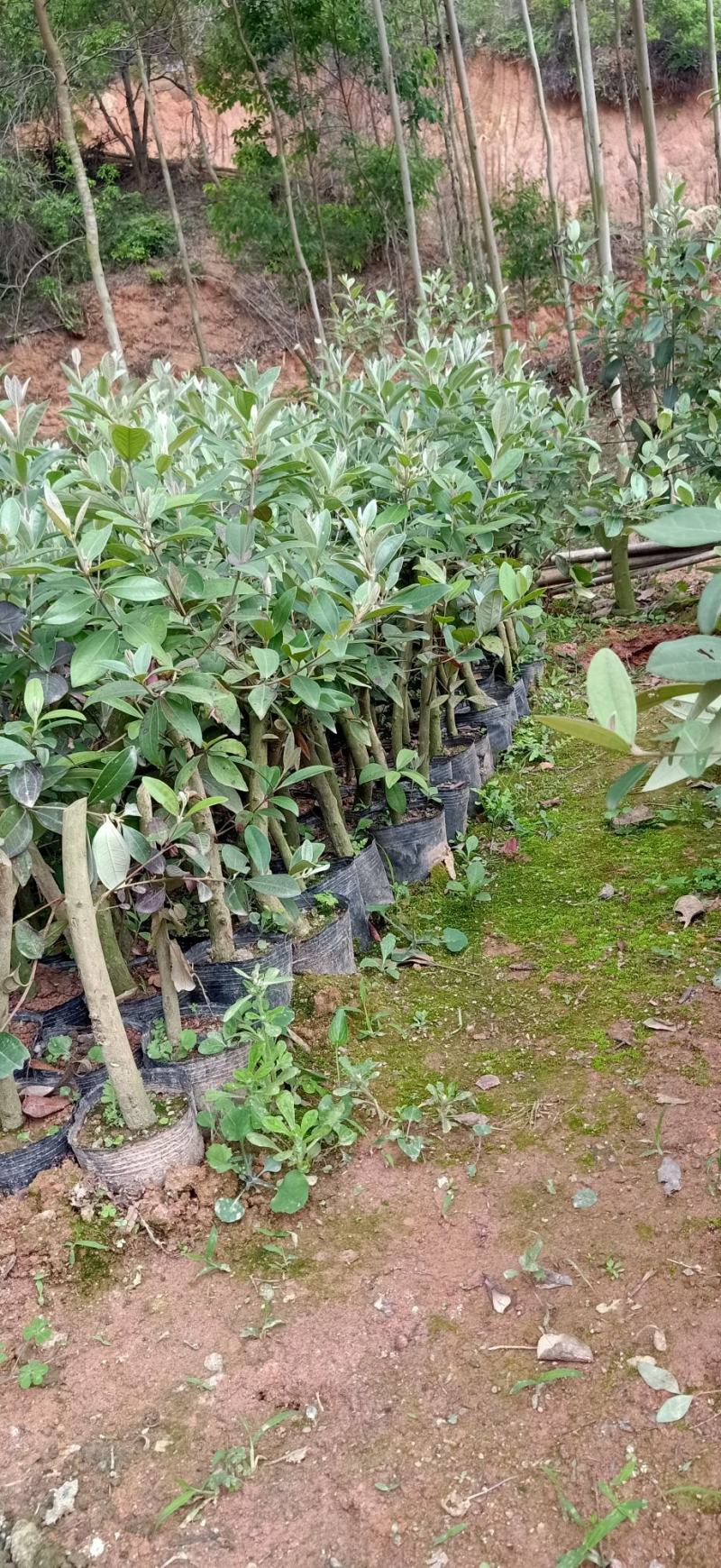 正宗桃金娘树苗山捻子苗乌稔多尼小种苗盆景地栽室内阳台庭院