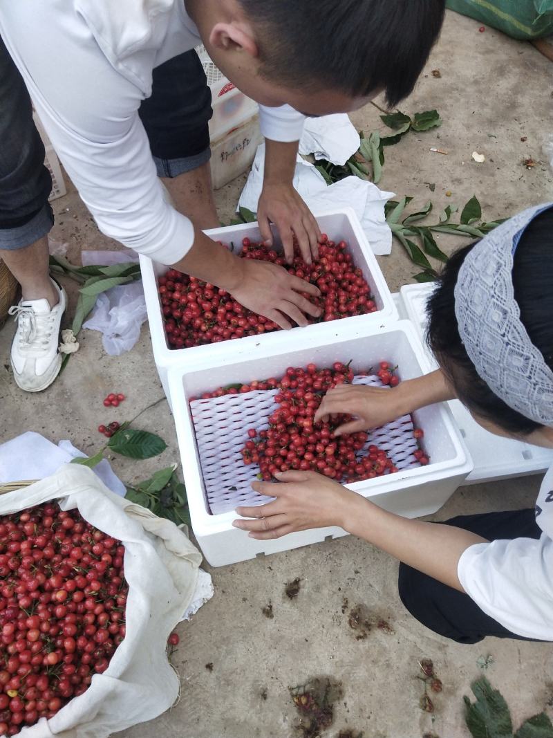 云南露天樱桃即将上市