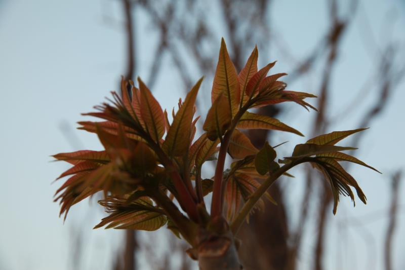 地标性特产_红油香椿芽。