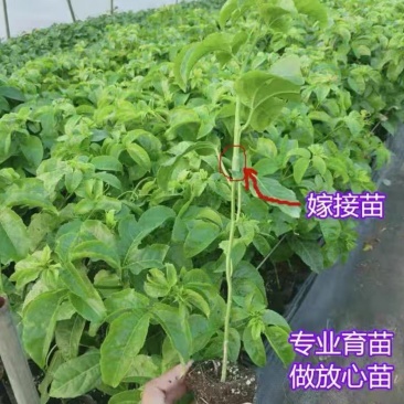 台农百香果苗嫁接苗金蜜百香果四季结果可盘栽当
