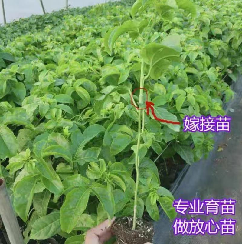 台农百香果苗嫁接苗金蜜百香果四季结果可盘栽当