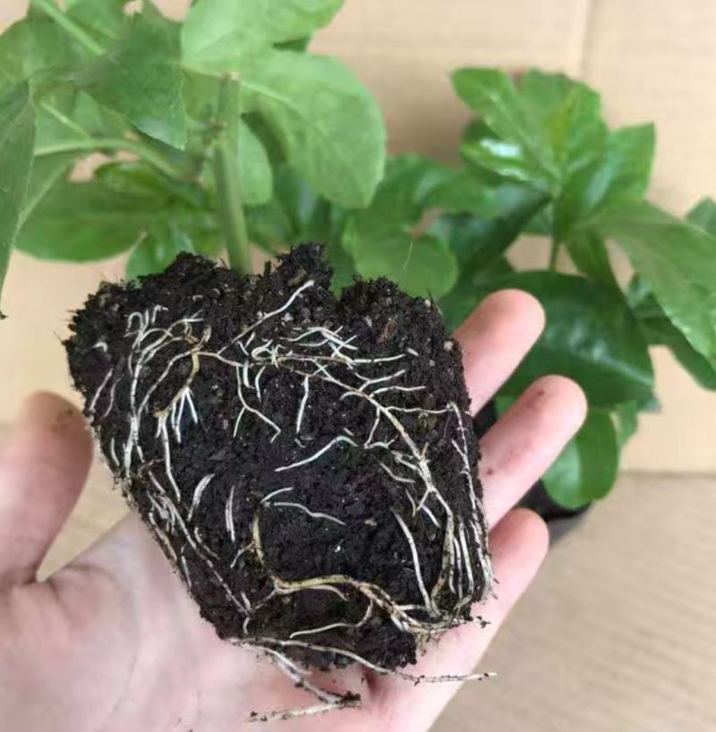 台农百香果苗嫁接苗金蜜百香果四季结果可盘栽当