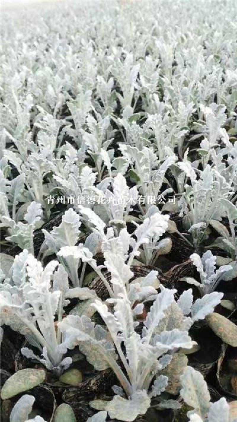 精品银叶菊，银叶菊基地自产自销，常年有货，基地自产自销