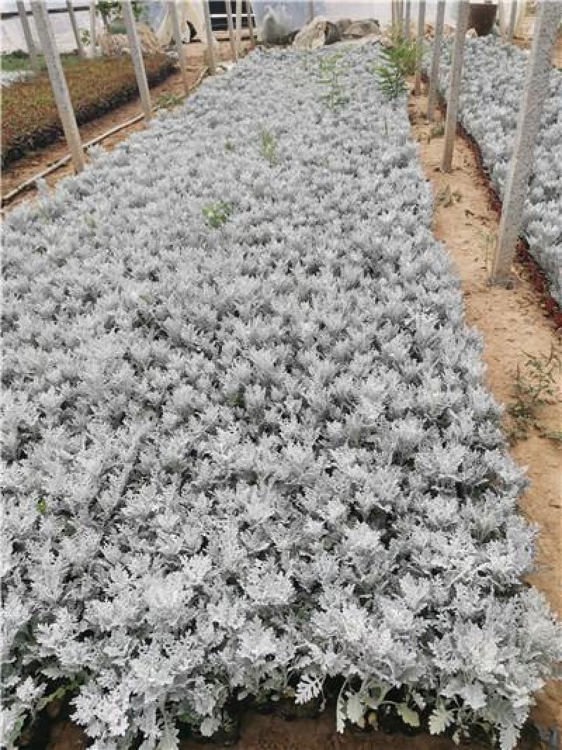 精品银叶菊，银叶菊基地自产自销，常年有货，基地自产自销