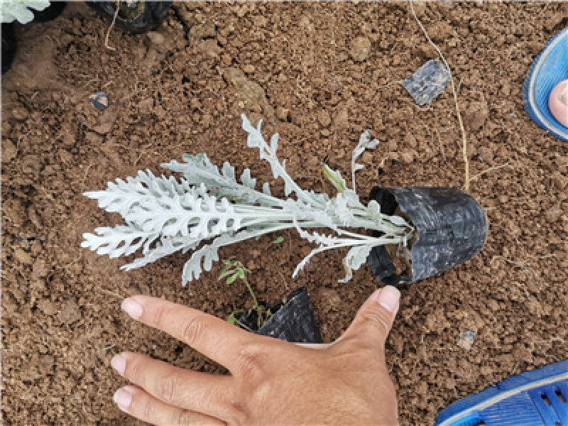 精品银叶菊，银叶菊基地自产自销，常年有货，基地自产自销