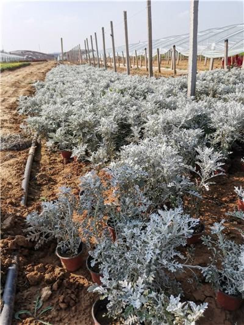 精品银叶菊，银叶菊基地自产自销，常年有货，基地自产自销