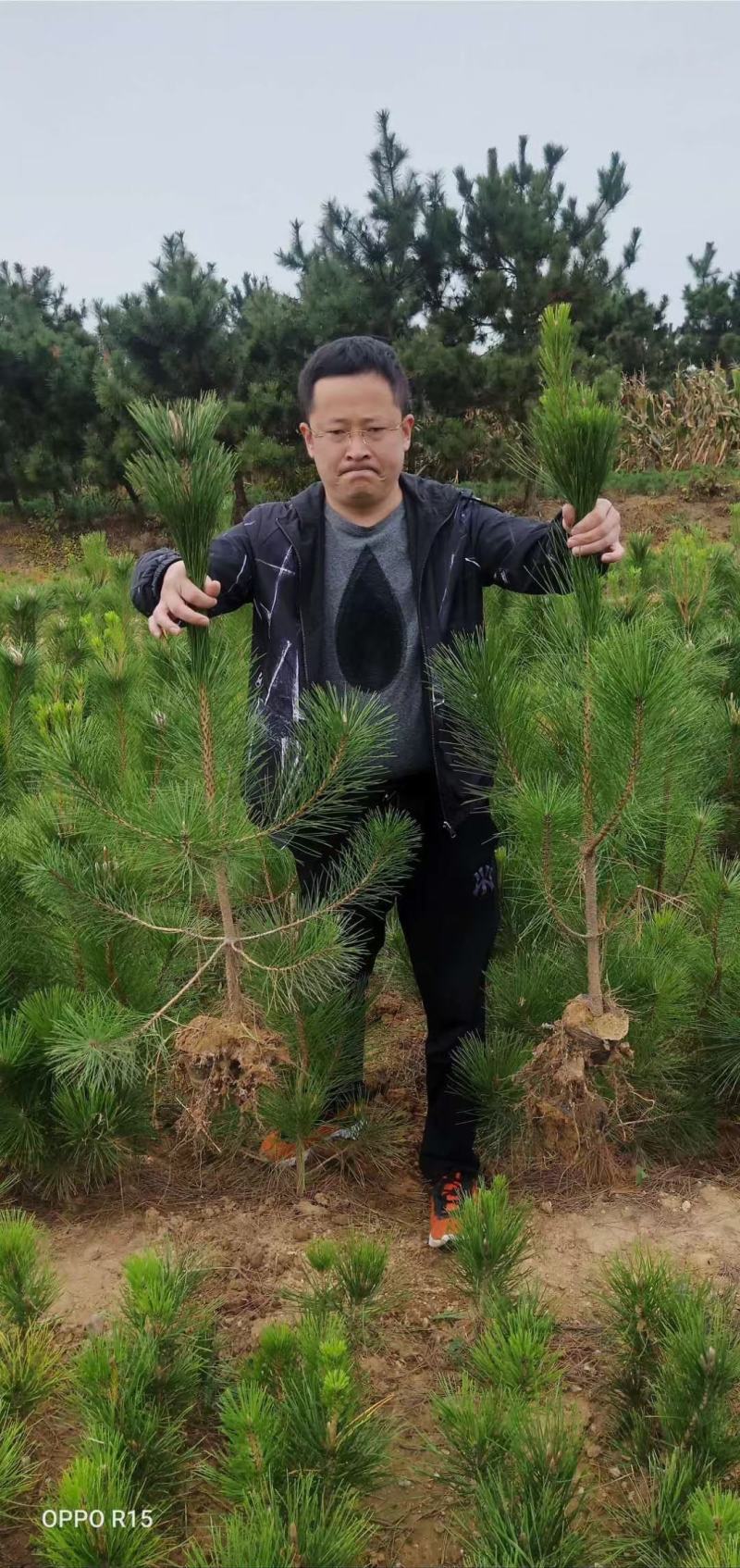 黑松高度50到两米黑松有量