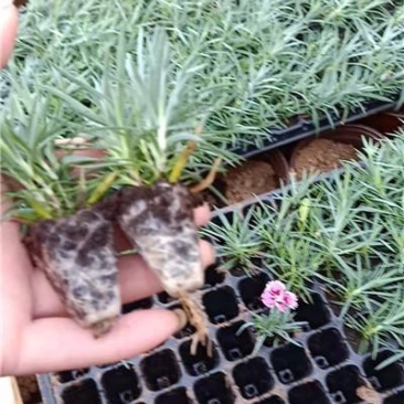 彩虹石竹穴盘苗，彩虹石竹杯苗袋苗盆苗，110盆苗，规格齐