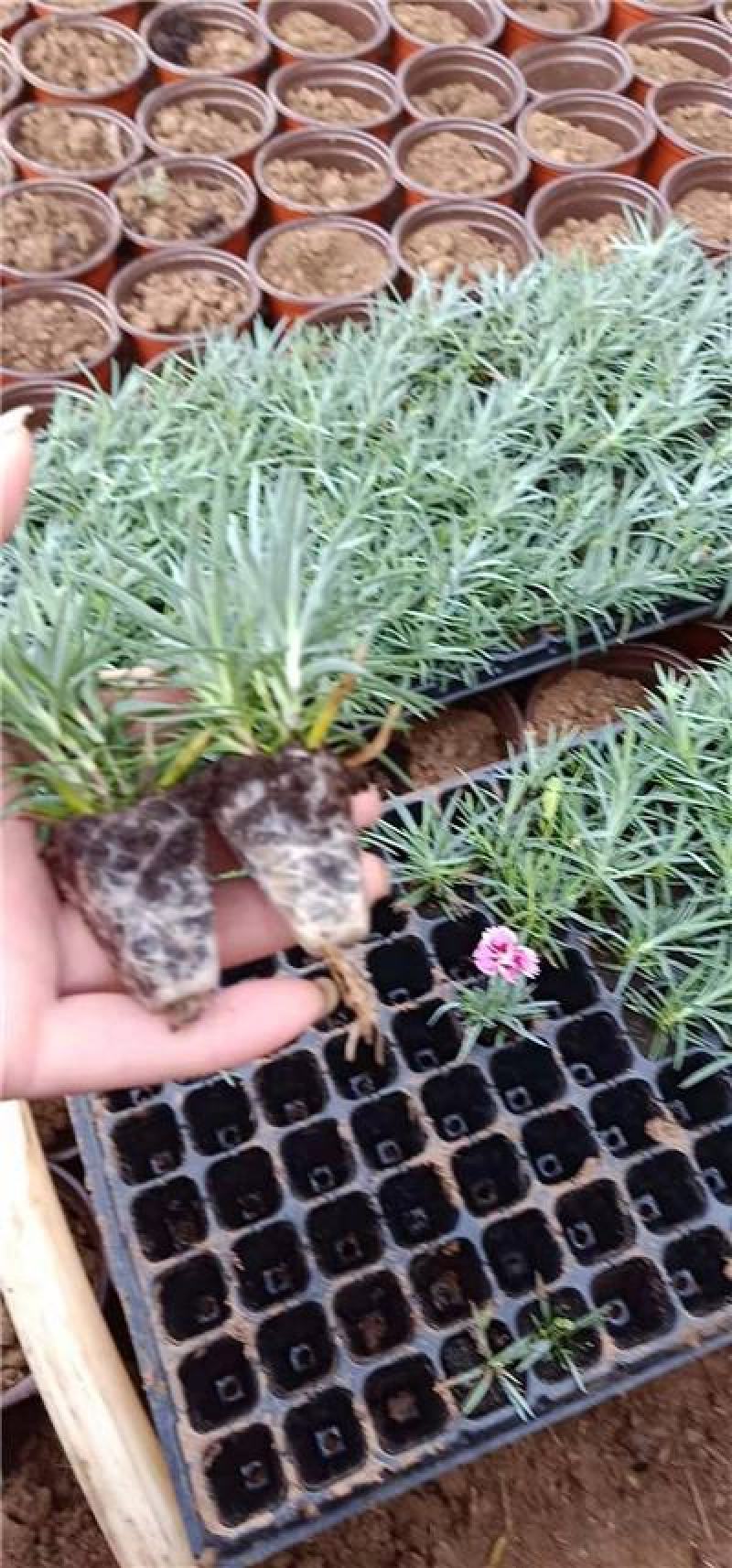 彩虹石竹穴盘苗，彩虹石竹杯苗袋苗盆苗，110盆苗，规格齐