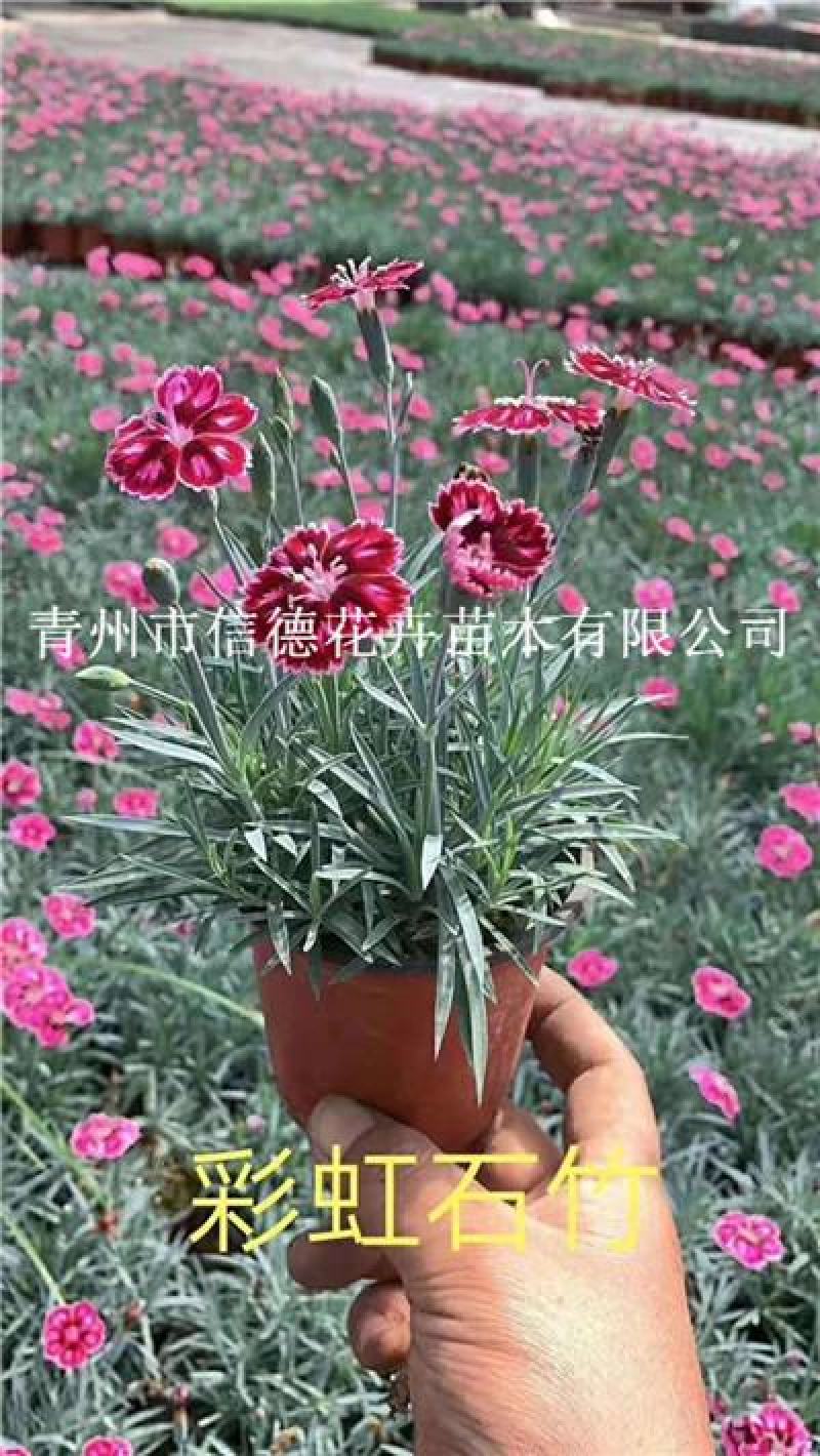 彩虹石竹穴盘苗，彩虹石竹杯苗袋苗盆苗，110盆苗，规格齐