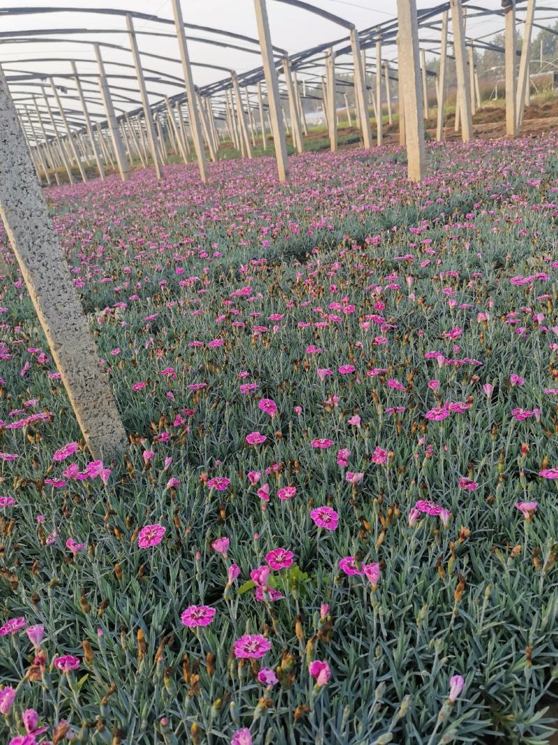 彩虹石竹穴盘苗，彩虹石竹杯苗袋苗盆苗，110盆苗，规格齐