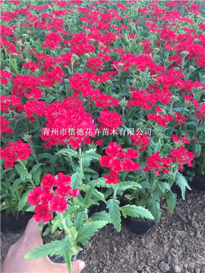 美女樱，草花美女樱，多种颜色可选，规格齐全库存量大