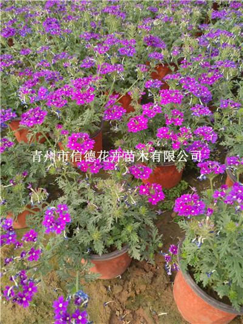 美女樱，草花美女樱，多种颜色可选，规格齐全库存量大