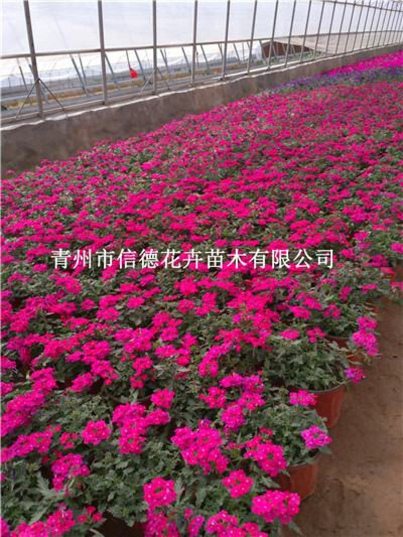 美女樱，草花美女樱，多种颜色可选，规格齐全库存量大