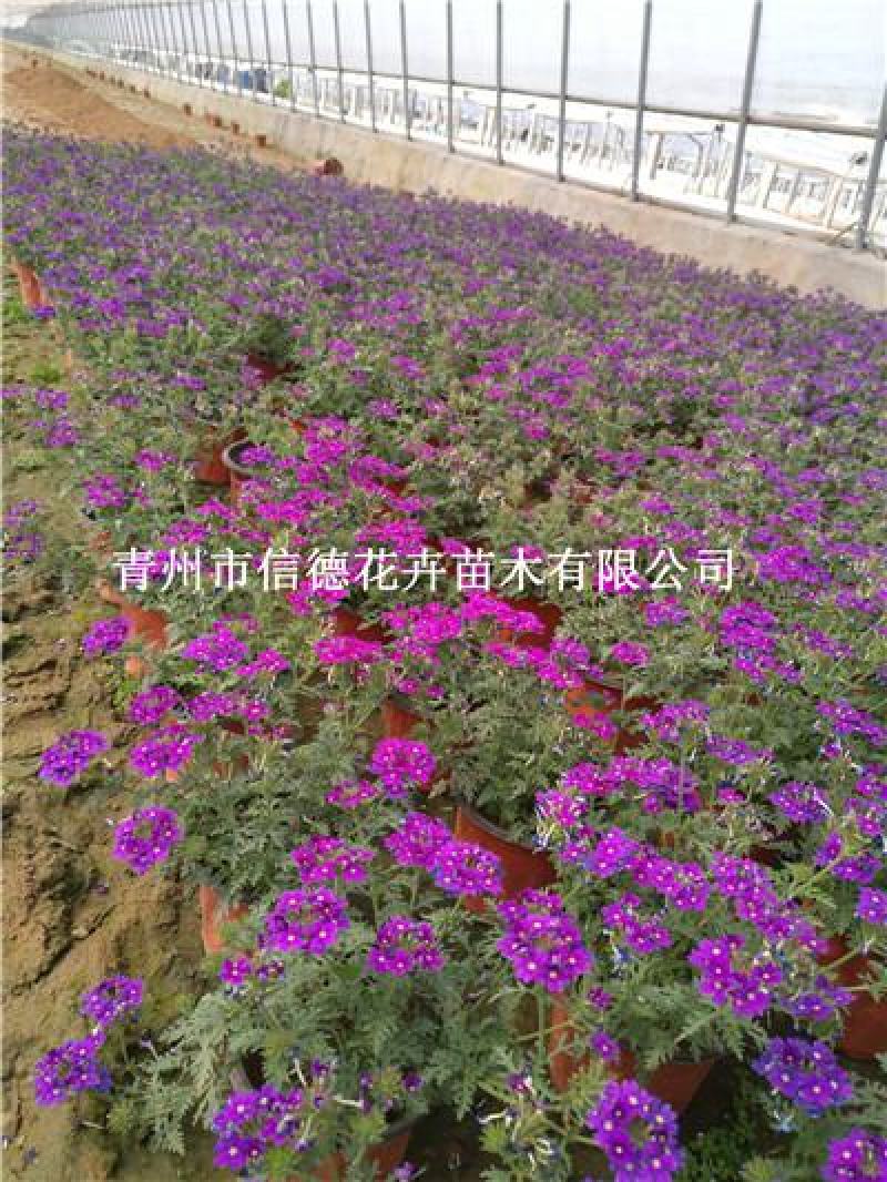 美女樱，草花美女樱，多种颜色可选，规格齐全库存量大