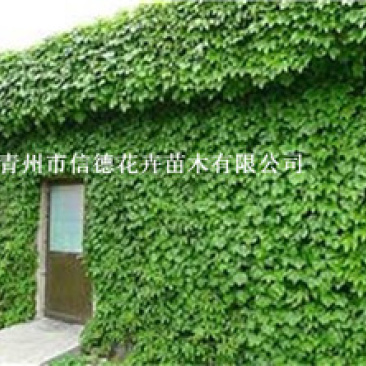 五叶地锦，爬山虎小苗，全年有货，基地自产自销