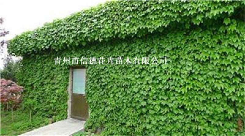 五叶地锦，爬山虎小苗，全年有货，基地自产自销