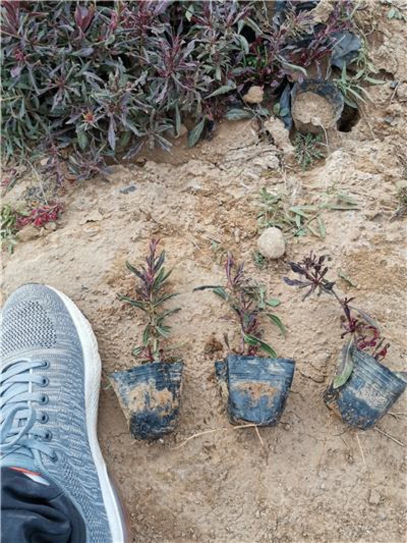 精品千鸟花，山桃草，红花山桃草，基地自产自销，大量有货