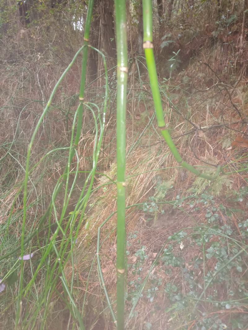 木贼节，节节草，接骨节，