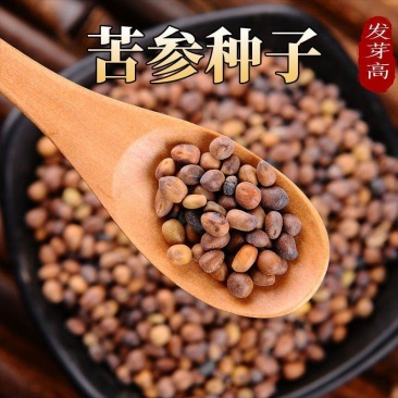 新产苦参种子散装药材种籽四季播种抗旱能力强管理简单