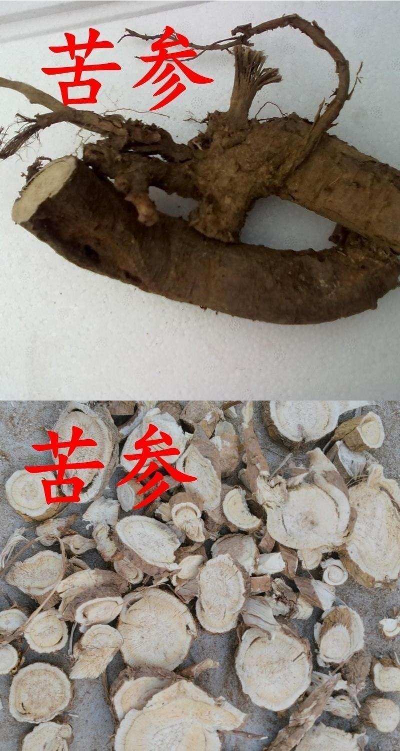 新产苦参种子散装药材种籽四季播种抗旱能力强管理简单