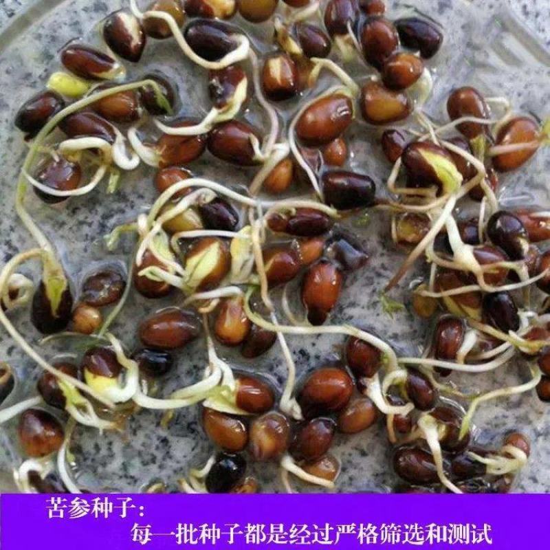 新产苦参种子散装药材种籽四季播种抗旱能力强管理简单