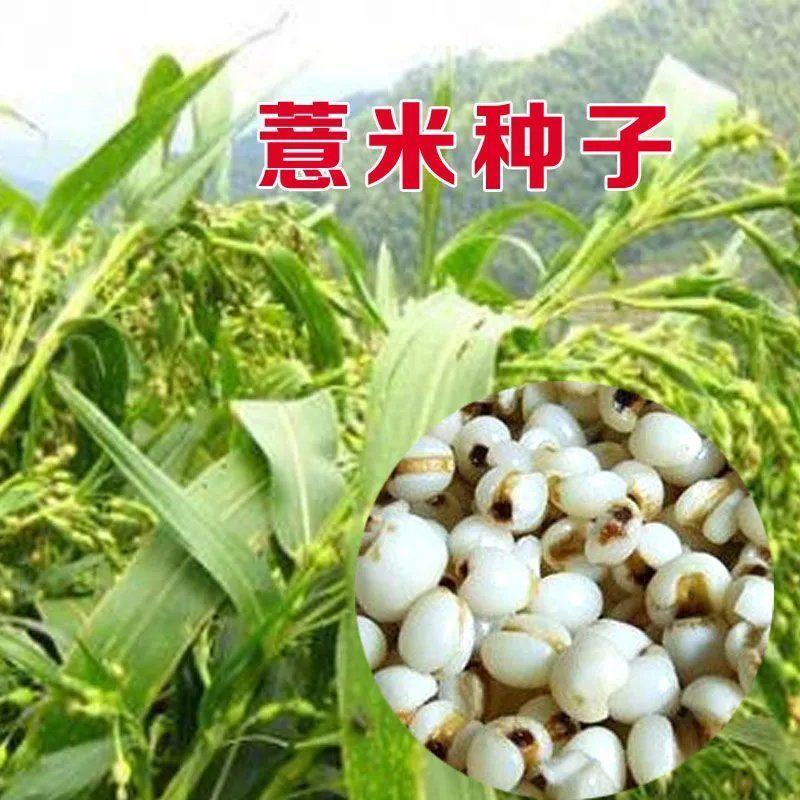 薏米种子小粒薏米种籽四季种植香甜软糯薏苡仁可搭配枸杞山药