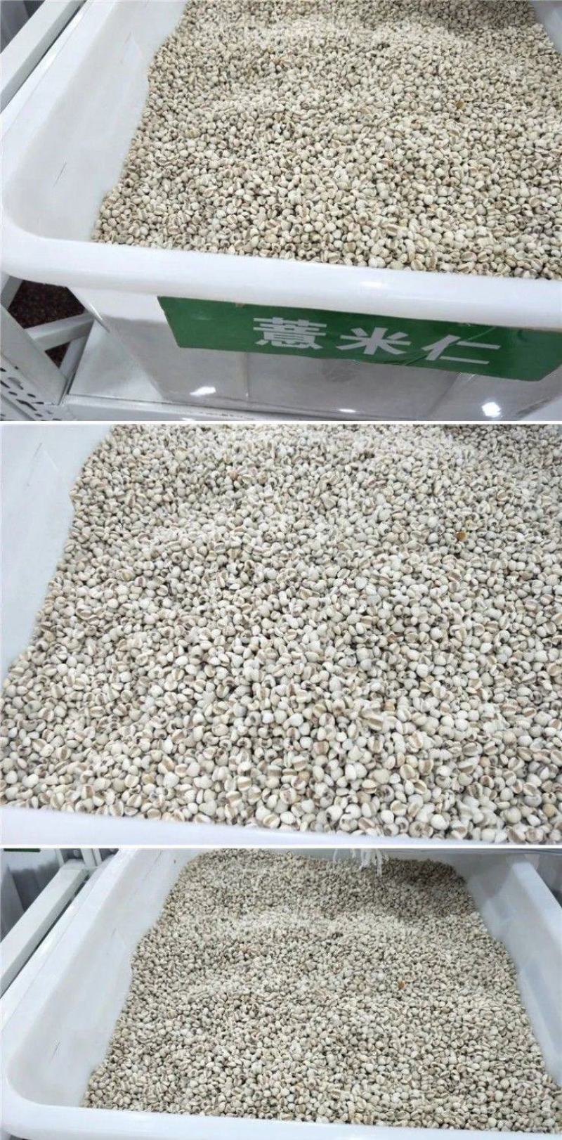 薏米种子小粒薏米种籽四季种植香甜软糯薏苡仁可搭配枸杞山药