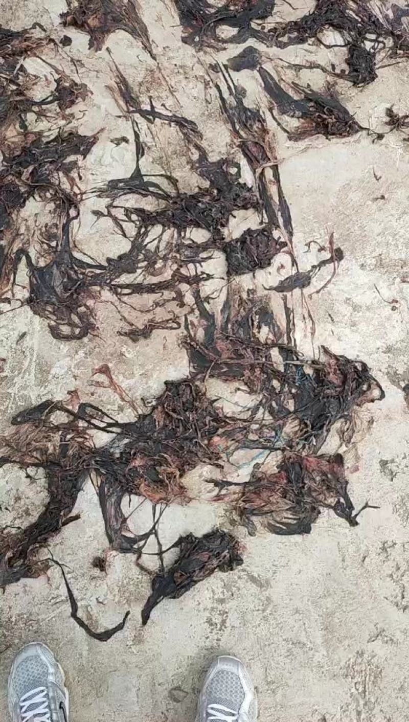 鲁北批发鱿鱼皮晾晒鱼干