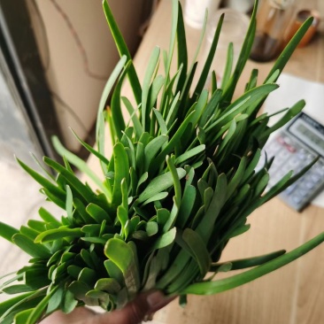梁山万亩韭菜基地二刀韭菜大量上市价优。欢迎采购