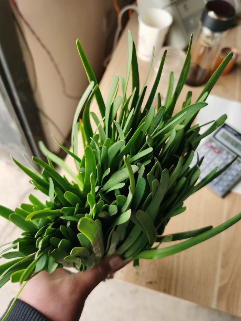 梁山万亩韭菜基地二刀韭菜大量上市价优。欢迎采购