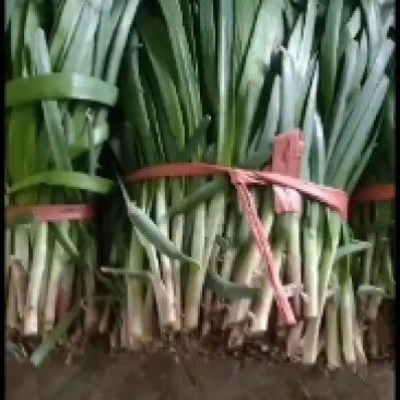 梁山陆地红根韭菜大量上市好二刀大量上市