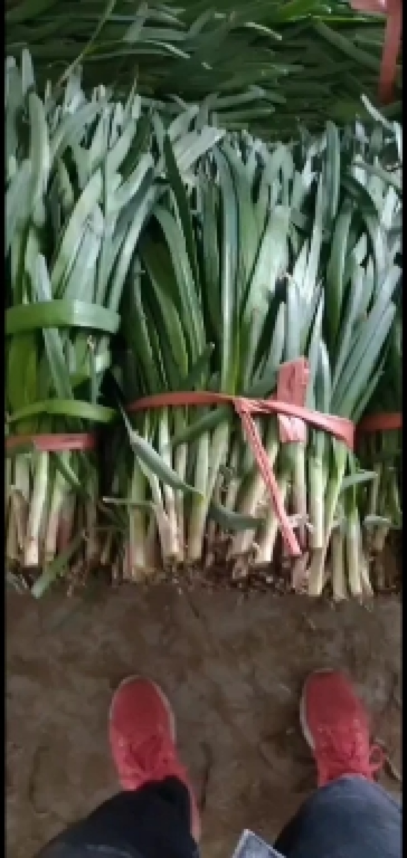 梁山陆地红根韭菜大量上市好二刀大量上市