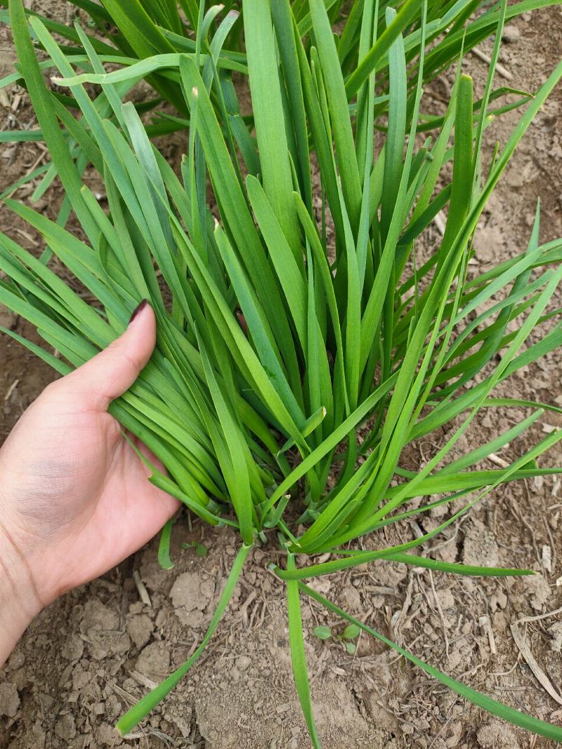 梁山陆地红根韭菜大量上市好二刀大量上市